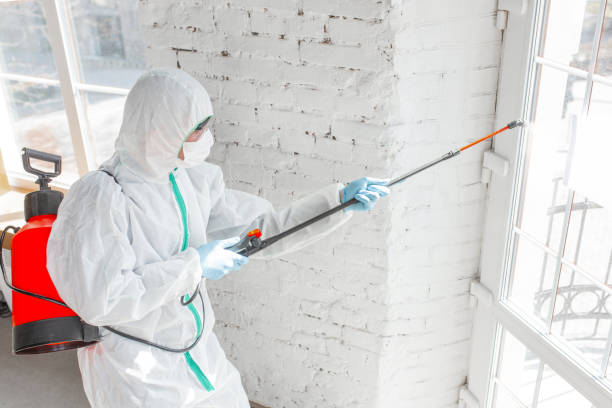 Why You Should Choose Our Mold Remediation Services in Vicksburg, MS